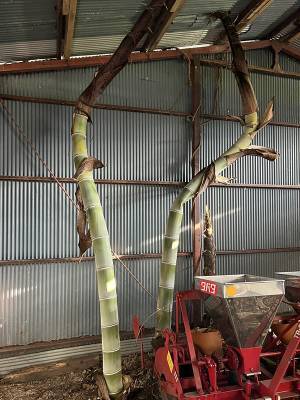 久しぶりに訪れた倉庫で『目にしたもの』に唖然　光景に「すごすぎる」「なんて恐ろしい」