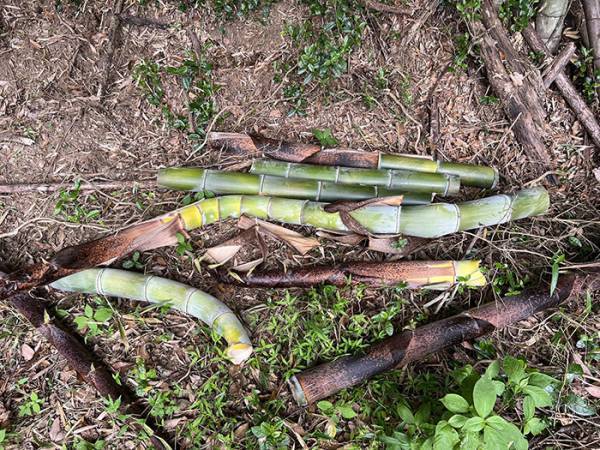 久しぶりに訪れた倉庫で『目にしたもの』に唖然　光景に「すごすぎる」「なんて恐ろしい」