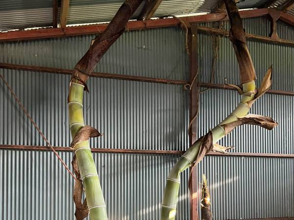 久しぶりに訪れた倉庫で『目にしたもの』に唖然　光景に「すごすぎる」「なんて恐ろしい」