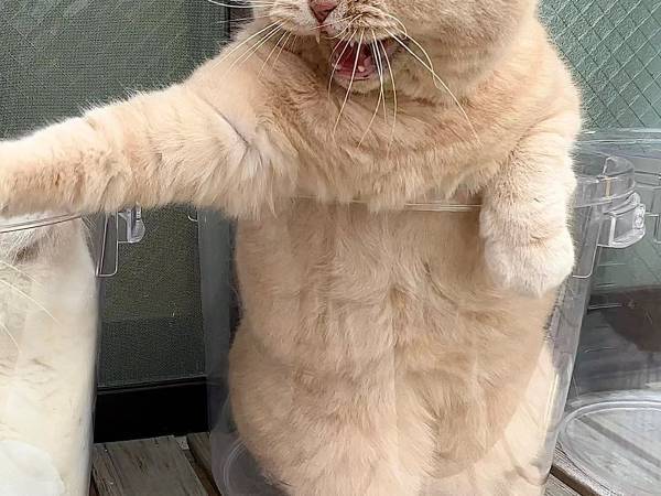 バケツの中で『液体化』していた猫　しかし、ほかの猫が近付いた瞬間？