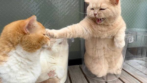 バケツの中で『液体化』していた猫　しかし、ほかの猫が近付いた瞬間？