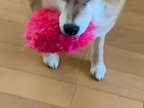 「あら～！かわいいね～！」　柴犬の表情に「かわいすぎて、変な声でた」
