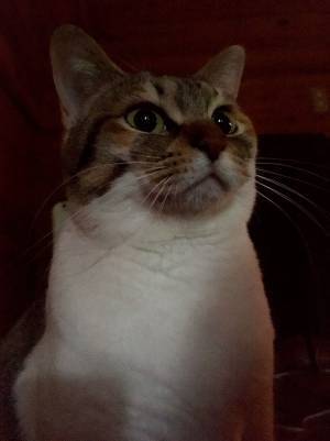 猫「ニンゲン、絶対に起こす」　猫の行動に「笑った」「かしこい」