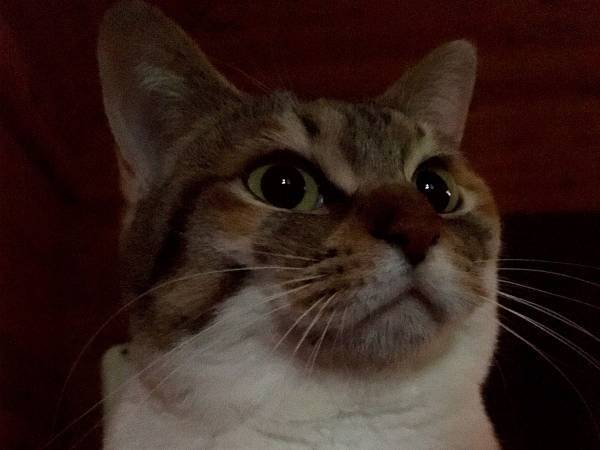 猫「ニンゲン、絶対に起こす」　猫の行動に「笑った」「かしこい」