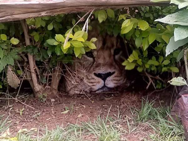 「生け垣にライオンがいる！」　よく見ると？　「これは騙される」「爆笑した」