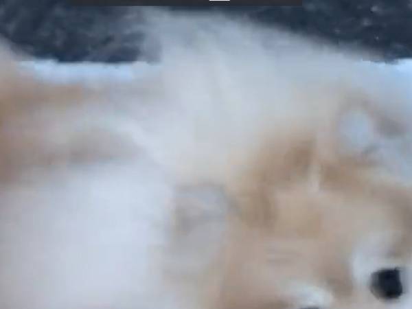 散歩中の犬の４秒動画に「何回でも見たくなる」「吹いた」