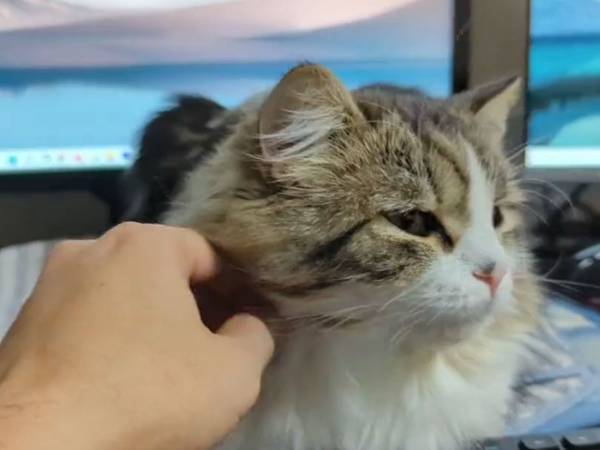 猫の首を飼い主がコショコショ　直後の反応に「…まさかの！」