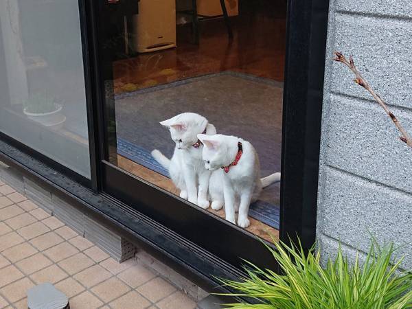 ２匹の猫が興味津々に眺めていたのは…　「これなんだろうね？」