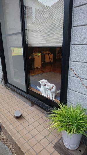 ２匹の猫が興味津々に眺めていたのは…　「これなんだろうね？」