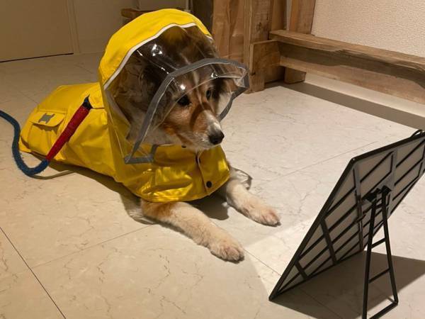 飼い主が、散歩に行けなくなってしまった理由　愛犬の姿に２５万人が悶絶