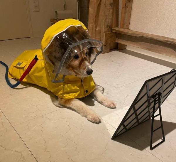 飼い主が、散歩に行けなくなってしまった理由　愛犬の姿に２５万人が悶絶