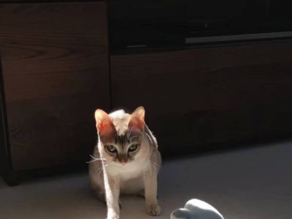 お気に入りのぬいぐるみに対し、猫が取った行動に「尊い」「愛だよ、愛！」