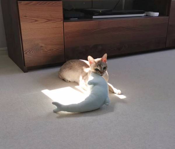 お気に入りのぬいぐるみに対し、猫が取った行動に「尊い」「愛だよ、愛！」