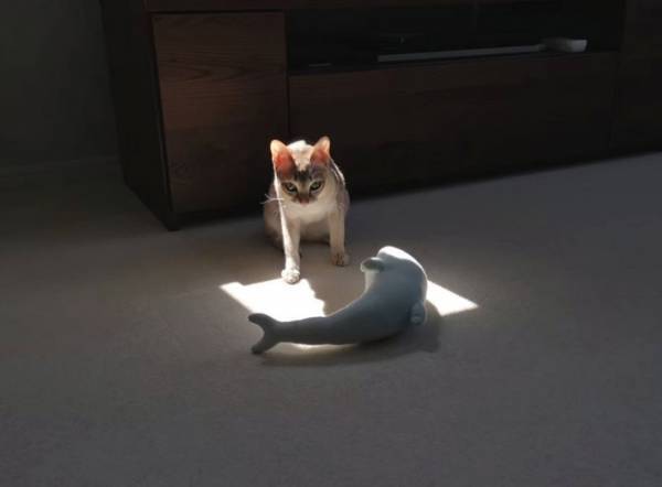 お気に入りのぬいぐるみに対し、猫が取った行動に「尊い」「愛だよ、愛！」