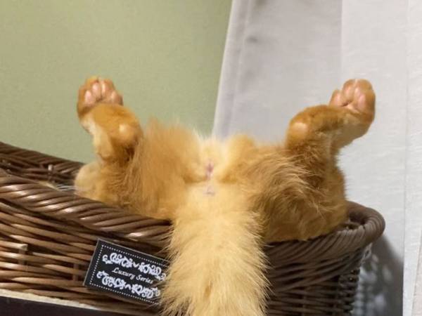 飼い主「いや、もう…」　愛猫の『寝相』に言葉を失う