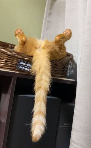 飼い主「いや、もう…」　愛猫の『寝相』に言葉を失う