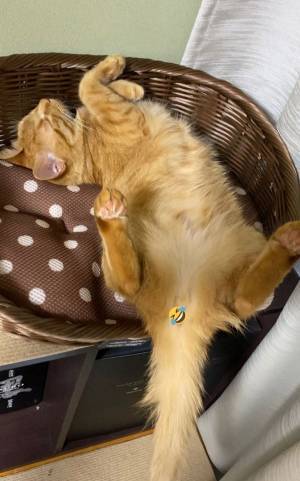 飼い主「いや、もう…」　愛猫の『寝相』に言葉を失う