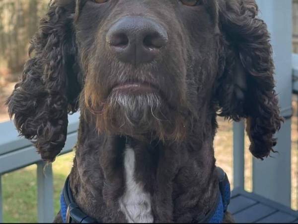 それでもかわいいよ！　トリミングに失敗した犬の姿に「笑いが止まらない」