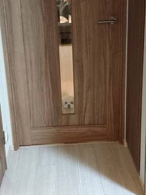 トイレから戻ってきた飼い主が目撃した犬の姿に「許して」「ごめんなさい」