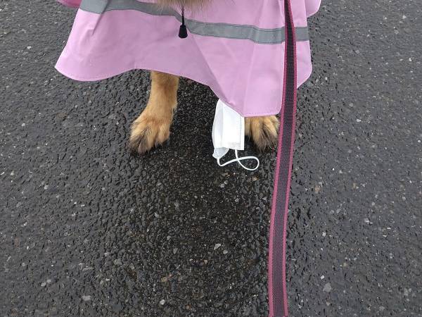 雨の中、散歩に出かけた犬の表情に「笑いすぎて腹筋が痛い」