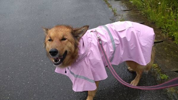 雨の中、散歩に出かけた犬の表情に「笑いすぎて腹筋が痛い」