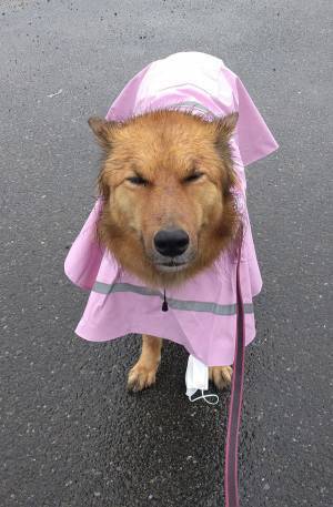 雨の中、散歩に出かけた犬の表情に「笑いすぎて腹筋が痛い」