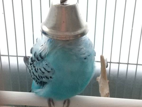 「二度寝しています」　クセが強い寝方に「笑った」「ジャストフィット」