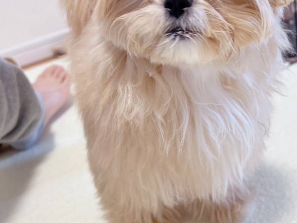 飼い主の『デカいくしゃみ』に犬が？　表情に「吹き出した」「なんちゅう顔や！」