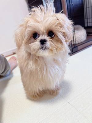 飼い主の『デカいくしゃみ』に犬が？　表情に「吹き出した」「なんちゅう顔や！」