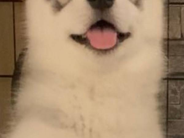 子シベリアンハスキーの表情に腹筋崩壊　飼い主にお手をすると？