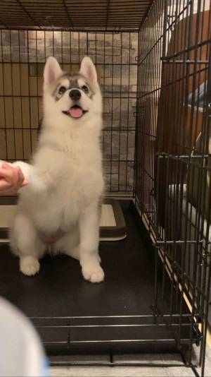 子シベリアンハスキーの表情に腹筋崩壊　飼い主にお手をすると？