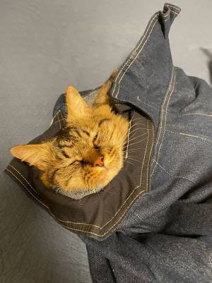 洋服を脱ぎ散らかして外出　帰宅後、服の中にいたのは？