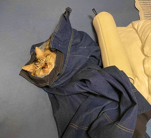 洋服を脱ぎ散らかして外出　帰宅後、服の中にいたのは？