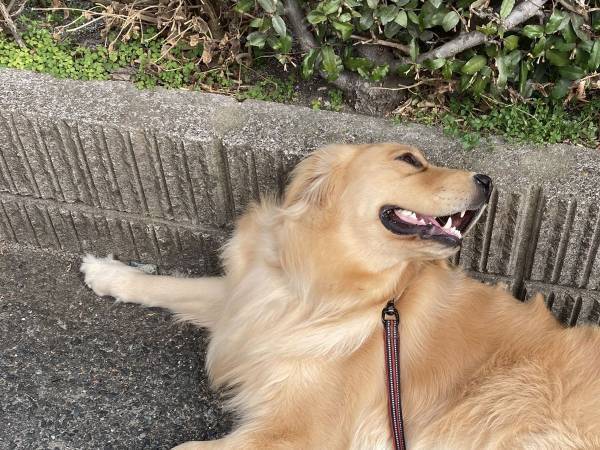 老夫婦「あ、あの子よ」　通り過ぎざま、散歩中の愛犬について『ひと言』！