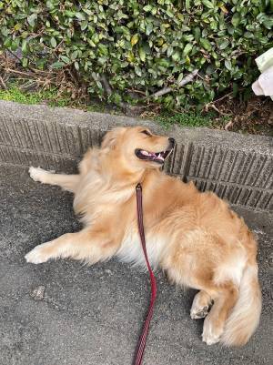 老夫婦「あ、あの子よ」　通り過ぎざま、散歩中の愛犬について『ひと言』！