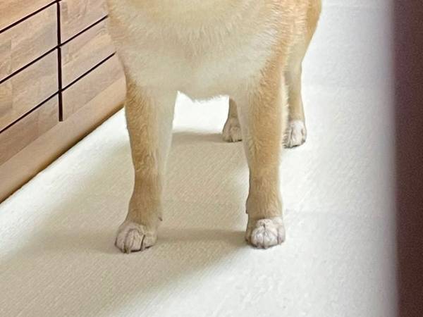 ボーッとしていた飼い主　柴犬の反応に「ごめんだよ、大丈夫だよ」