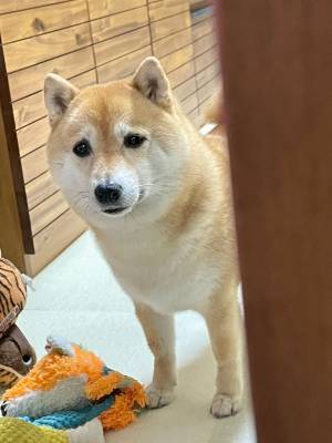 ボーッとしていた飼い主　柴犬の反応に「ごめんだよ、大丈夫だよ」