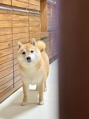 ボーッとしていた飼い主　柴犬の反応に「ごめんだよ、大丈夫だよ」