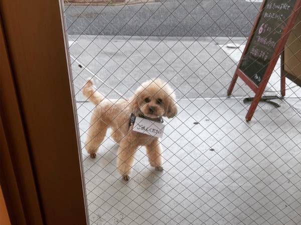 トリミングの先生が大好きなプードル　ある日、先生が爆笑したワケは…？