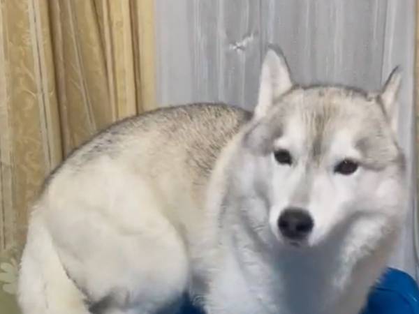 ぐるぐると回っていた犬　決めかねていたことに「こだわりを感じた」