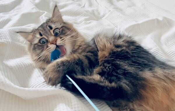 １本の鉛筆を持っていると…　猫の顔に「鼻水出てしまった」「破壊力！」