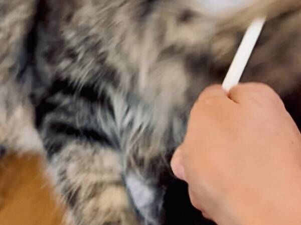 １本の鉛筆を持っていると…　猫の顔に「鼻水出てしまった」「破壊力！」