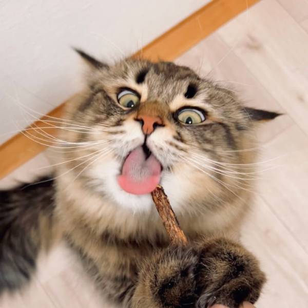 １本の鉛筆を持っていると…　猫の顔に「鼻水出てしまった」「破壊力！」