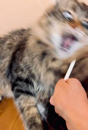 １本の鉛筆を持っていると…　猫の顔に「鼻水出てしまった」「破壊力！」
