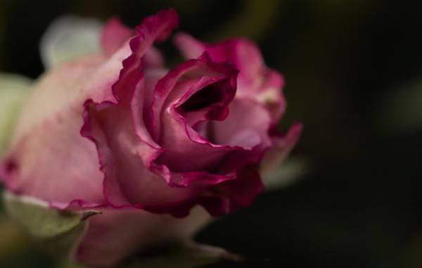 目は心の鏡　今の混沌とした世界に優しいまなざしという癒しを