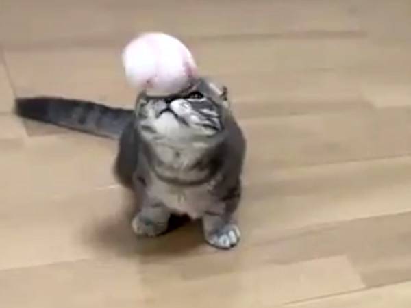 飼い主「ごめん…ごめん…」　猫との『事故』に「ごめん笑った」「一生見ていたい」