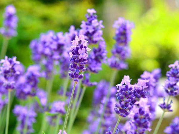 『ハーブの女王』と呼ばれるラベンダーは、心地よい香りが最高
