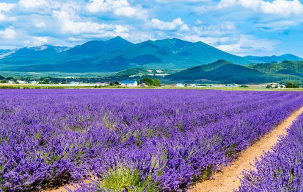『ハーブの女王』と呼ばれるラベンダーは、心地よい香りが最高