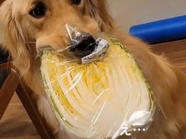 豚肉と炒める予定だった『白菜の末路』に「え…うそでしょ…」