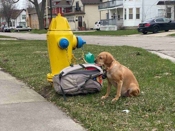 道路に犬を捨てた人を責めなかった、保護施設の職員　理由に「涙が出た」